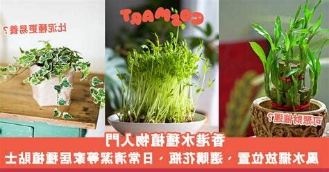 香港水種植物|【香港水種植物】10個必備「香港水種植物」，你絕對不會相信的。